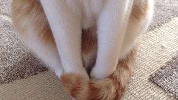 Netizen Jepang Menangkap Cara Kucing-Kucing Mereka Menghangatkan Diri di Musim Dingin