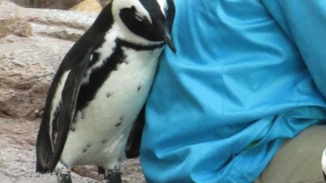 Penguin Mungil Sangat Menyayangi Pengurusnya - Kyoto_Aquarium 1