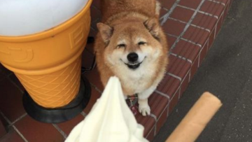 Shiba Inu Es Krim