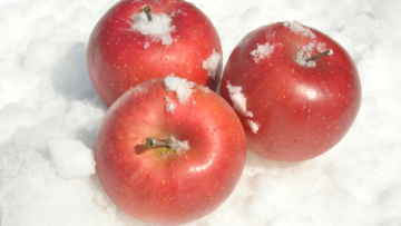 Snow Apples Sayuran Salju