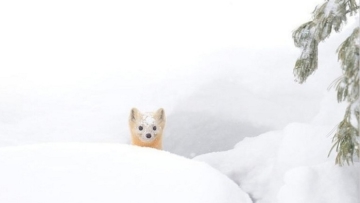 6 Hewan Asal Hokkaido Ini Sangat Pandai Bersembunyi di Antara Salju
