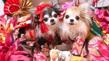 Anjing Kimono Tahun Baru Hatsumode 1 copy