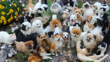 Bisa Tebak Apa yang Salah dengan Gambar Kumpulan Anjing dan Kucing Ini? - Felt Midori Nakayama