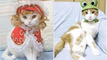 Kawaii! Kucing-kucing Jepang ini tampil seperti model profesional!