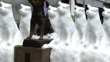 'Kegilaan' Apa Saja yang Baru Terjadi Saat Tokyo Dilanda Salju Lebat Kemarin Pagi Hachiko - May_I_bite copy