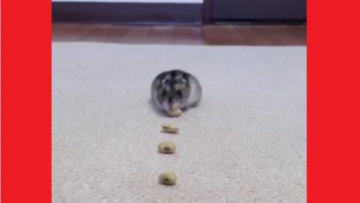 'Kontes' Hewan Peliharaan Terimut di Twitter Dimenangkan Seekor Hamster 'Kontes' Hewan Peliharaan Terimut di Twitter Dimenangkan Seekor Hamster