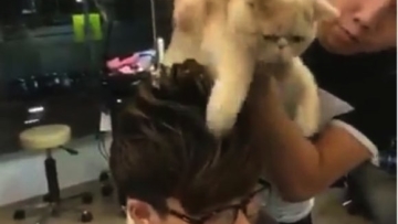Salon Aneh Ini Mempekerjakan:Menggunakan Kucing Sebagai Penata Rambut copy