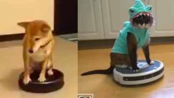 Shiba Inu Max-Arthur Shark Cat Roomba Doge