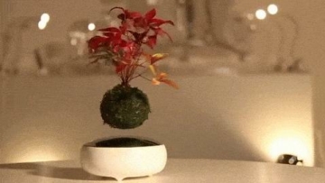 Sugoi! Bonsai magnetik ini melayang di atas potnya!_p01