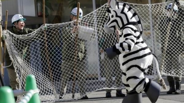 Latihan menangkap zebra yang kabur dari kebun binatang Jepang ini mengundang senyum (2)