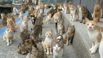 Pulau kucing di Jepang kekurangan makanan, bantuan pun (banyak) berdatangan