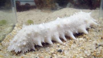 Teripang albino langka dari Jepang menarik pengunjung ke akuarium Fukuoka