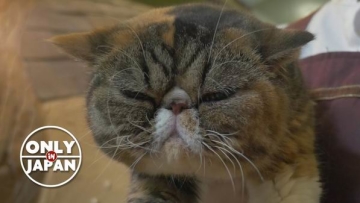 Kafe kucing di Jepang harus memiliki izin untuk tetap buka setelah jam 8 malam (2)