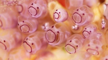 Sea Squirt, Si Muka Menggemaskan dari Dasar Laut 1