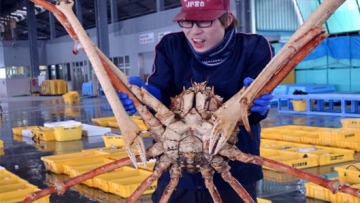 Wow! Kepiting Raksasa Jepang Berhasil Ditangkap Nelayan!2