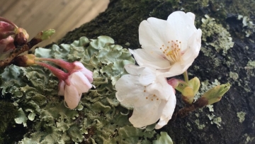 3 Fakta Unik Tentang Sistem Reproduksi Bunga Sakura 1