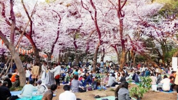 Apa-Saja-Yang-Membuat-Orang-Jepang-Kecewa-Saat-Pesta-Hanami2
