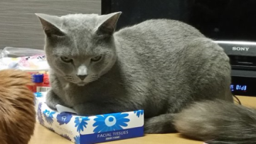 Enter At Your Own Risk Awas, Jangan Ambil Kotak Tisu Dari Kucing Jepang Ini! (1)