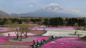 Fuji Shibazakura Festival Tahun Ini Telah Dimulai (1)