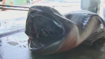 Hiu Megamouth Langka Tertangkap Oleh Nelayan Di Jepang