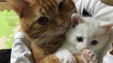 Kawaii! Anak Kucing Jepang Ini Terlalu Imut Hingga Kucing Lain Ingin Memeluknya!