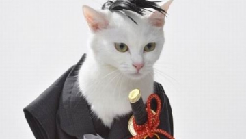 Kawaii! Kucing Jepang yang Ganteng ini Menjadi Model Majalah!