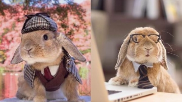 Kawaii To The Max! Kelinci Jepang Paling Gaya Ini Populer Di Instagram!