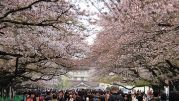 Sakura di Tokyo