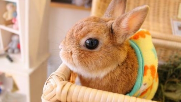 Usagi Cafe Ohisama, Kafe Kelinci di Tokyo yang Super Kawaii!