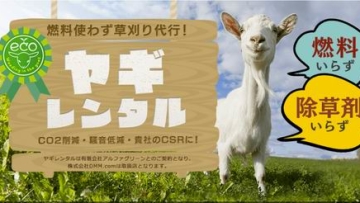 Wah, Di Jepang Ada Jasa Penyewaan Kambing! Wah, Di Jepang Ada Jasa Penyewaan Kambing!