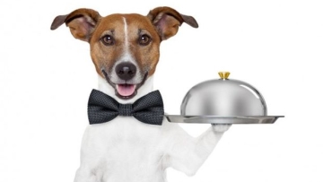 Wah-Kafe-Hewan-di-Tokyo-ini-Pelayannya-Adalah-Anjing