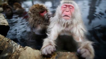 Wow! Monyet Salju di Jepang Bintangi Iklan HOT!