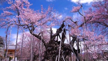 pohon sakura raksasa