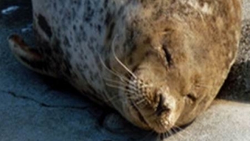 Anjing-Laut-Tertua-di-Jepang-Tutup-Usia-2 Anjing-Laut-Tertua-di-Jepang-Tutup-Usia-2