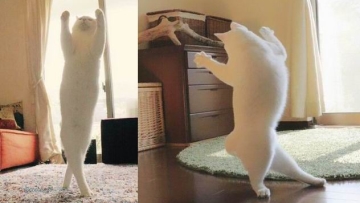 Kawaii! Kucing Jepang Ini Pandai Menari Balet!