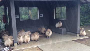 Lucunya Para Kapibara Yang Berteduh Menunggu Hujan 1