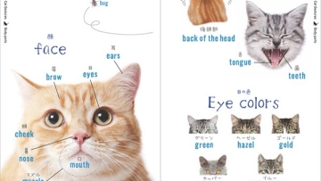 Mudahnya Belajar Bahasa Jepang dengan Buku Kucing Nekotan 3