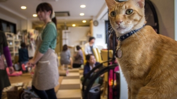 Rentan Stres, Pemerintah Jepang Terapkan Peraturan Baru di Kafe Kucing