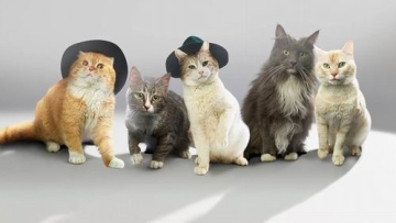SHINyan, Boyband Kucing Jepang Parodi Dari Boyband K-pop (12) SHINyan, Boyband Kucing Jepang Parodi Dari Boyband K-pop (12)