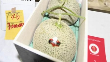 Wow! Melon Hokkaido Dilelang Dengan Harga 3 Juta Yen!2