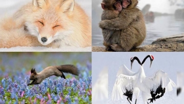 7 Hewan Jepang Menakjubkan Yang Membuat Kalian Ingin Segera ke Sana