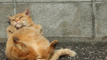 Busanyan, Foto-foto Kucing Liar di Jepang Yang Menggemaskan