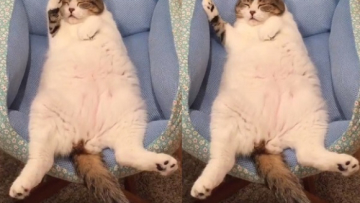 Donguri, Kucing Menggemaskan Yang Gampang Sekali Tertidur!