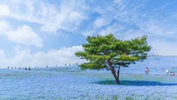 Fotografer Jepang Abadikan Keindahan Hitachi Seaside Park Setiap Tahun (2)