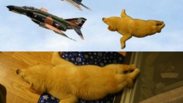 Gokil! Meme Anjing Tidur Jadi Viral di Jepang! 0