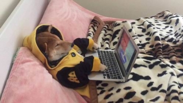 Inilah Chiko, Shiba Inu Yang Hobi Menonton Video di Internet