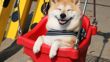 Inilah Uni, Shiba Inu Dengan Senyum Yang Menggemaskan