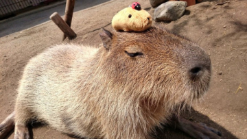 Kapibara dengan Kapibabara di atasnya Double Kawai 2