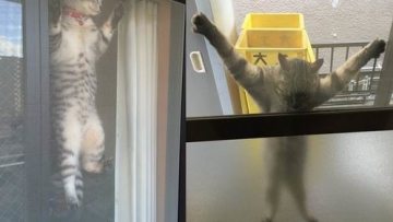 Kucing Jepang Atasi Hawa Panas Dengan Cara Yang Kocak