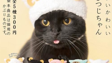 Kucing Peliharaan di Jepang Tampil Makin Imut Dengan Kostum Ini